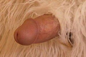 Sesepon Porn